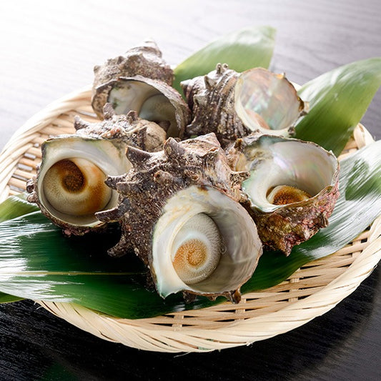 活貝・サザエ (約130～150g)